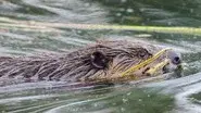Beavers Behaving Badly still