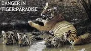 Danger in Tiger Paradise still