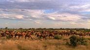Camels Down Under still