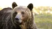 The Last Grizzly of Paradise Valley still