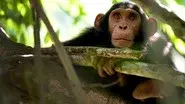 Chimps of the Lost Gorge still