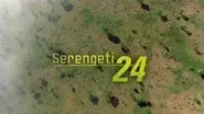 Serengeti 24 still