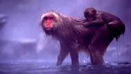Snow Monkeys still