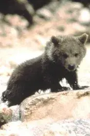 Douce the Bear