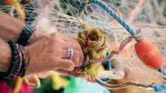 Sea Creatures still