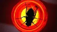 Fly still