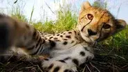 Cheetahs: Growing Up Fast still