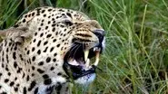 The Secret Leopards still