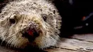 Sea Otters - A Million Dollar Baby still