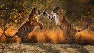 A Tiger Called Broken Tail still