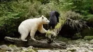 Ghost Bear Family still