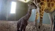 It’s a Baby Giraffe! still