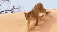 Deserts still