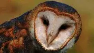 Five Owl Farm still