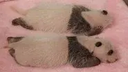 Panda Makers still