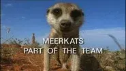 Meerkats: Part of the Team still
