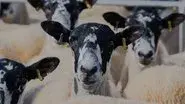 Sheeping still