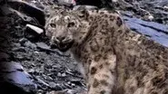 Snow Leopard - Beyond The Myth still