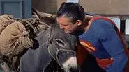 The Brainy Burro still