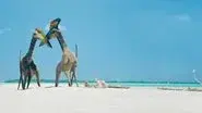 Islands still