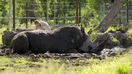 Tortoise First Date still