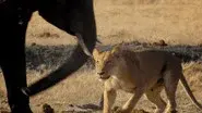 Return of the Giant Killers: Africa's Lion Kings still