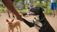 Dogs still