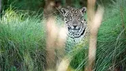 Jaguars: Brazil's Super Cats still