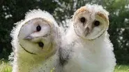 Super Powered Owls still
