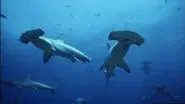 Hammerhead still