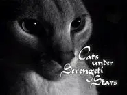 Cats Under the Serengeti Stars still