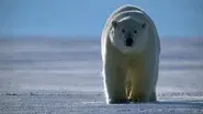 Bears still