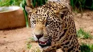 Jaguars - Born Free still