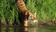 Man-Eating Tigers of the Sundarbans still
