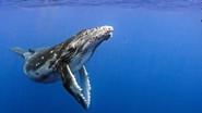 Humpback Whales: A Detective Story still