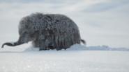 The Big Freeze still