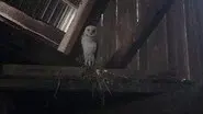 The Owl still