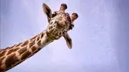 Nature's Biggest Beasts still