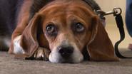 Pop! Goes the Beagle still