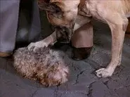 The Decision/Poor Little Rich Girl/Love Me, Love My Dog still