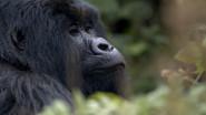 11/28/2021: Hazing, Saving the Mountain Gorillas, Rita Moreno still