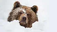 Meet the Bears still