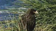 Falklands: Flying Devils still