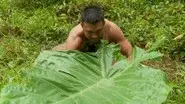 The Pain Forest still