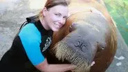 Walrus: Two Tonne Tusker still