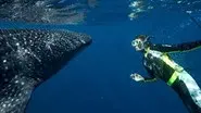 Whale Shark still