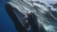 The Sperm Whales of Dominica; Monkey Island; Hanging On still