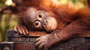 Red Ape: Saving the Orangutan still