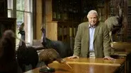 Attenborough's Big Birds still