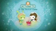 The Hermit Crabs still
